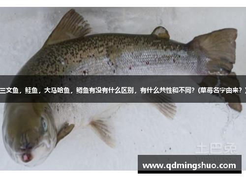 三文鱼，鲑鱼，大马哈鱼，鳟鱼有没有什么区别，有什么共性和不同？(草莓名字由来？)